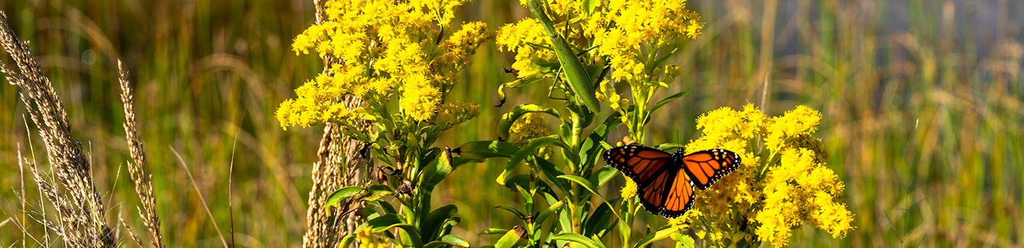 Monarch and Flowers
